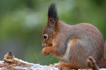 Naklejka na ściany i meble Squirrel eating a seed