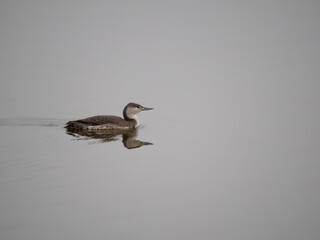Red-throated diver, Gavia stellata