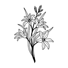 Chionodox flowers. Vector stock illustration eps10. Outline, isolate on white background. 