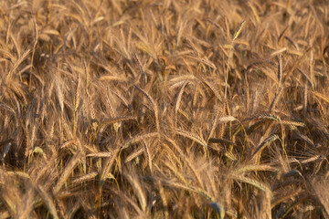 Field of wheat