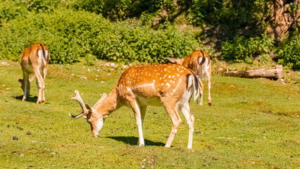 Naklejka na ściany i meble Beautiful fallow deer on a sunny summer day at the famous Gern Alm, Achensee, Tyrol, Austria