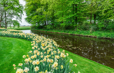 Obraz premium Colouful tulips