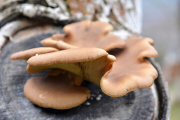 Oyster mushroom (Pleurotus ostreatus) grow in the wild