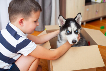 Fototapeta na wymiar Kid gets out puppy from cardboard box at home. Child has birthday present