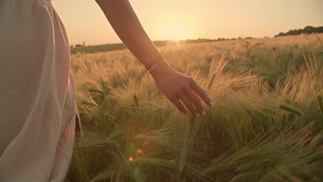 Astonishing natural environment of remote countryside. Close-up view of unrecognized female hand touching wheat crops while walking towards the sunset skyline. High quality 4k footage