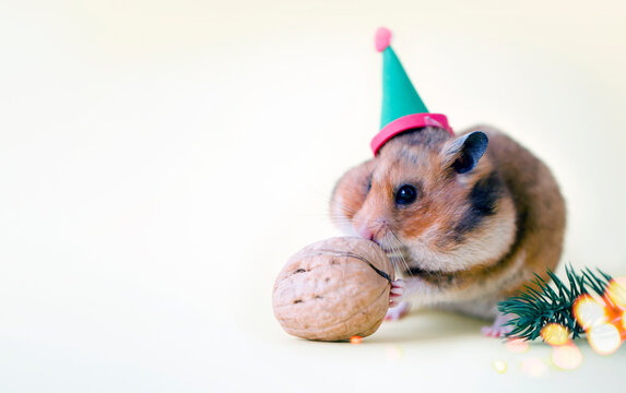 holidays background with hamster/christmas background with pet