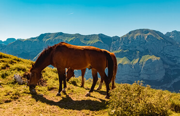 Fototapeta na wymiar Beautiful alpine summer view with two horses at the famous Ebenalp, Appenzell, Alpstein, Switzerland