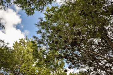 Hartlaubwald am Mittelmeer