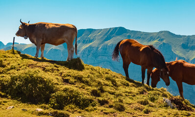 Beautiful alpine summer view with two horses at the famous Ebenalp, Appenzell, Alpstein, Switzerland