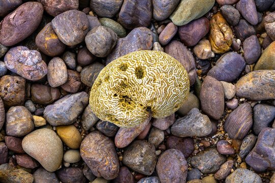 Coral On A Rocky Beach In Great Barrier Reef Marine Park, Australia