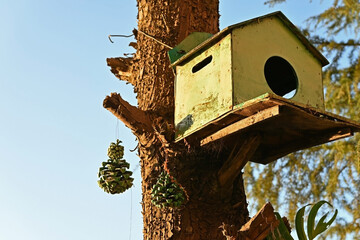 Wooden birdhouse for birds on a tree, close-up.