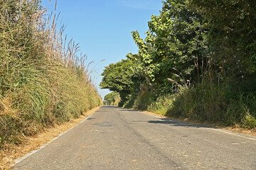 Countryside road between fields and forests in India.