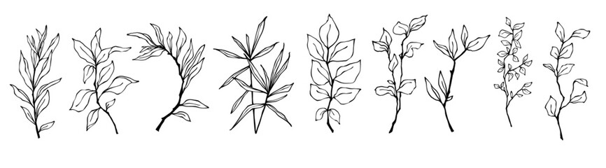 Set of botanical linear sketches of various branches with leaves, herbs.Vector graphics.