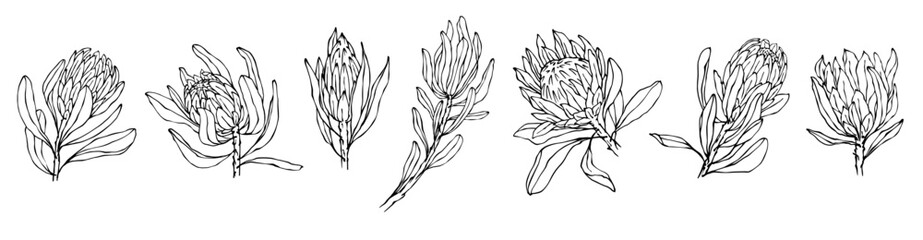 Set of sketches of protea flowers and buds.Vector graphics - obrazy, fototapety, plakaty