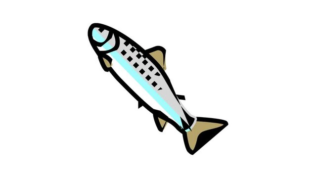 smolt salmon color icon animation