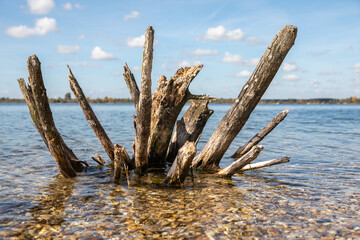 driftwood on the beach
