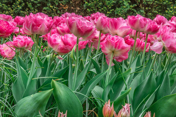 Colouful tulips