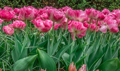 Colouful tulips