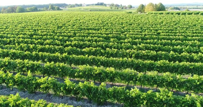 Vue a&eacute;rienne de vignes dans le bordelais - coucher de soleil
