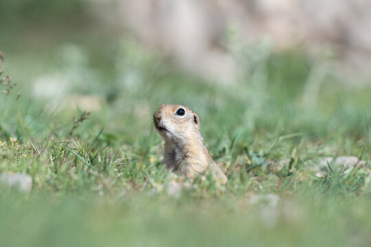 Marmot Squirrel