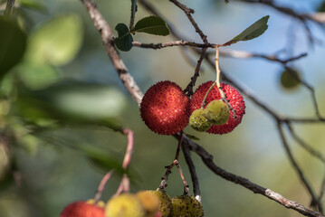 Erdbeerbaum reife Früchte im Herbst