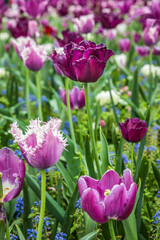 Colouful tulips