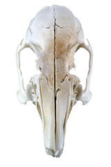 cutout rodent skull, white bones