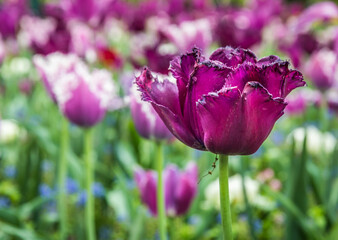 Colouful tulips