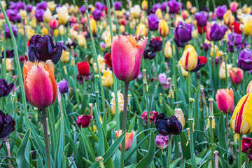 Colouful tulips