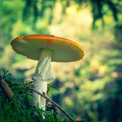mushroom in the forest