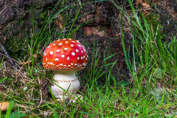 Fliegenpilz vor einem Baum im Gras