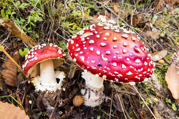 Amanita muscaria or mushroom of the dwarfs