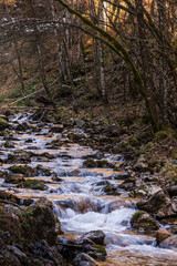Bergbach im Herbst im Wald 