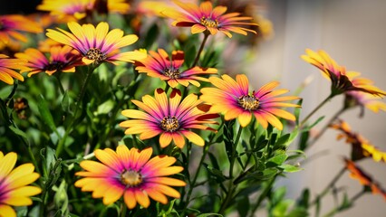 Selective focus shot of African daisies in the garden © Jonas G2/Wirestock Creators
