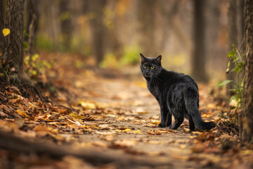 Black cat standing on path in autumn forest