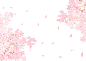 光差し込む美しく華やかな満開の薄いピンク色の桜の花ー花びら舞い散る幻想的な白バックフレーム背景素材