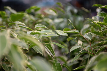 Closeup photography of ficuses buds in pots at greenhouse. Background from green leafs.
