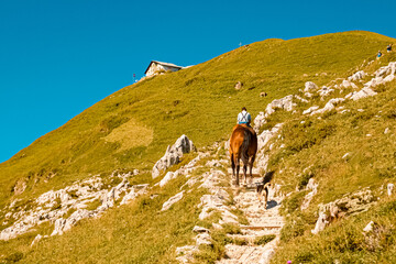 A mountain farmer riding his horse to the pasture grounds on a steep narrow path at the famous Ebenalp, Appenzell, Alpstein, Switzerland
