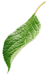 Plum leaf isolated on white background. Fruit green leaf with clipping path	
