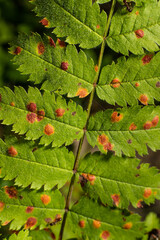 Gymnosporangium cornutum on  leaves of a tree.