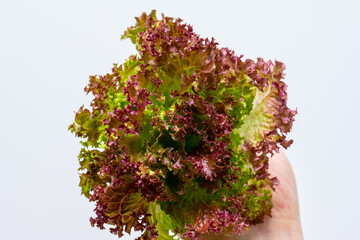 Closeup photo of Batavia Lettuce.