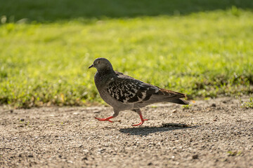 A pigeon walking across a gravel path.