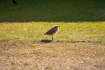 Obraz na płótnie Canvas Young seagull standing on a green lawn.