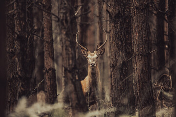Jeleń - Deer 