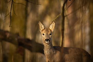 Sarna - Roe deer © Pawel