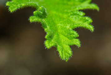 Macro detail photo of a Eucrypta.. leaf.