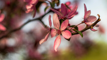 pink magnolia flowers
