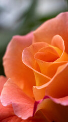 Fototapeta na wymiar red rose close up