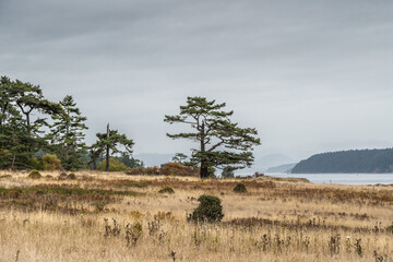 Obraz premium tree in the field