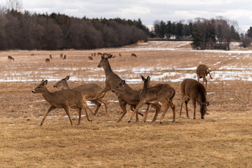 Naklejka na ściany i meble Urban White-tailed Deer Herd Feeding And Resting In The Snow In February